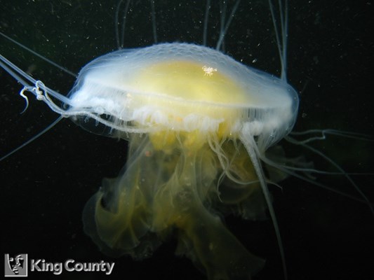 Photo of Phacellophora camtschatica